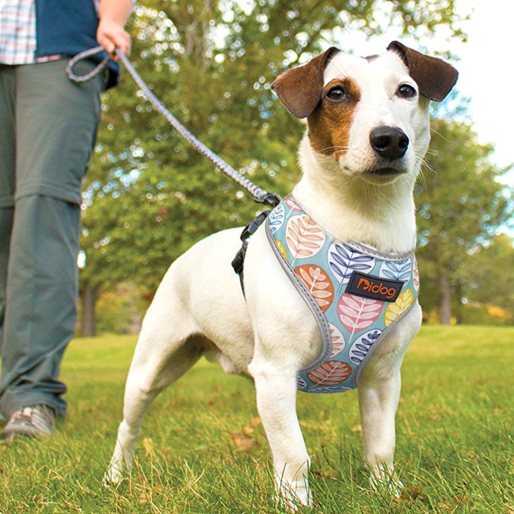 Top safety tips to make dog walking a fur-filled experience